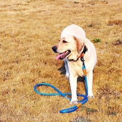 Heavy Duty Cow Leather Dog Leash for Small, Medium, Large Dogs