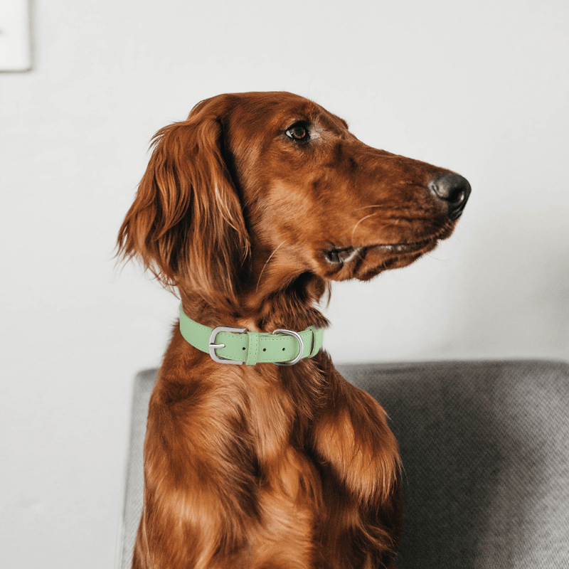 Adjustable Leather Dog Collar for Puppies