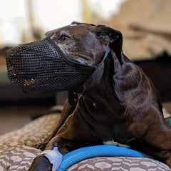Breathable Dog Mouth Mask Prevents Biting Chewing Adjustable Straps