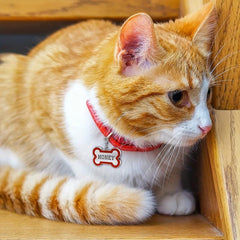 Engraved Bone Shape Pet Tags - Custom Collar Pendant
