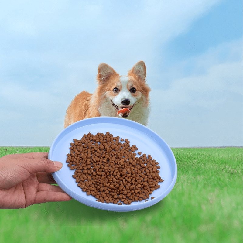 Dog Flying Disc Interactive Training Toy Floating Water Soft Disc