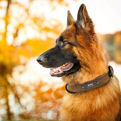 Custom Leather Dog Collar with Engraved Name Plate for Small Medium Large Dog