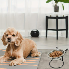 Stainless Steel Elevated Cat Bowls with Metal Stand