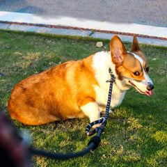 Reflective Hands Dog Leash For Hiking Walking And Running