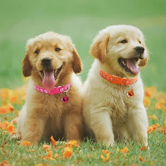 Adjustable Pet Collar with Bell for Small Dogs and Cats