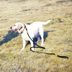 Durable Dog Lead Leash w/ Leather Connection & Metal Hook