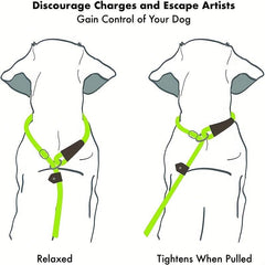 Heavy Duty Striped Dog Slip Lead Leash - No Pull Pet Training Leash