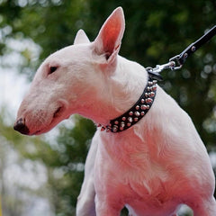 Spiked Studded Leather Dog Cat Collar Adjustable