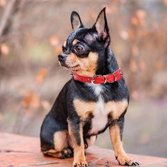 Spiked Studded Leather Dog Cat Collar Adjustable