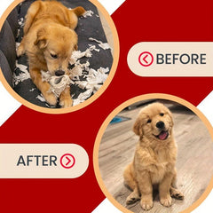 Pet Training Spray Behavior Correction & Repellent for Dogs & Cats