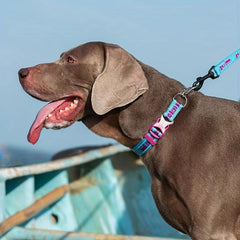 Dog Collar Pet P chain Collar Explosion proof Shock Absorber