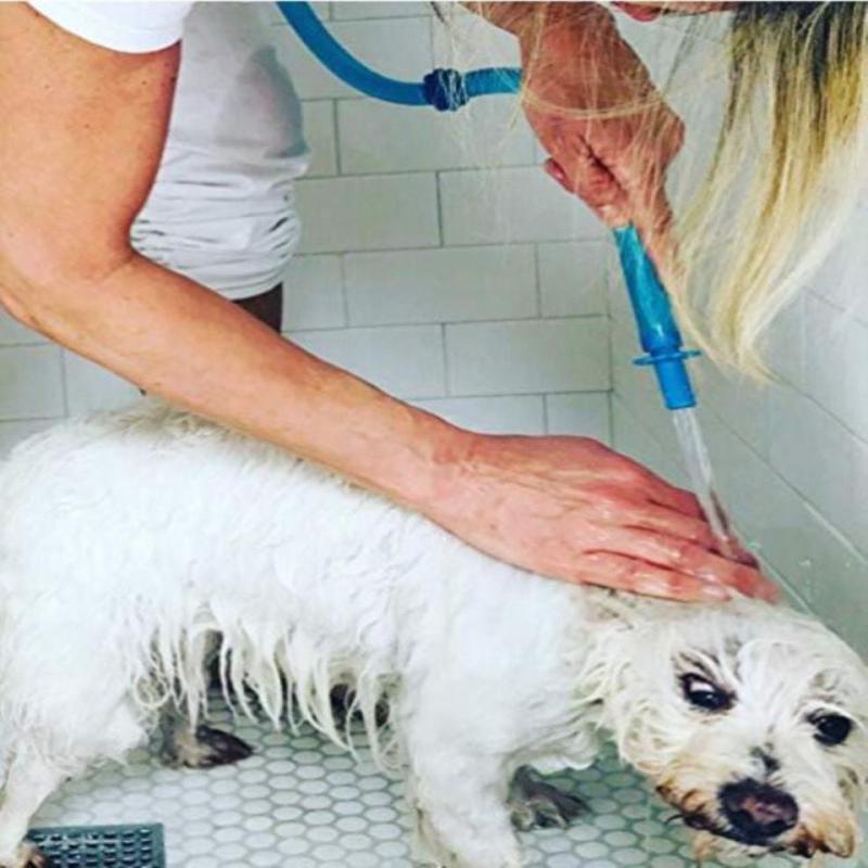 Dog Wash Hose Attachment for Showerhead and Sink