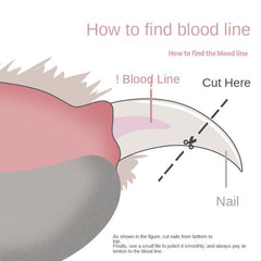 Pet Nail Clipper Cut Belt File Cleaning And Beauty Products