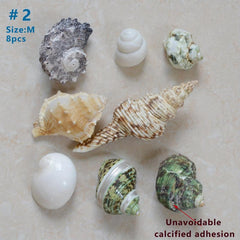 Large Turbo Hermit Crab Shells for Natural Supplies