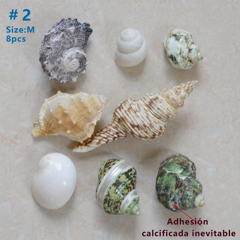Large Turbo Hermit Crab Shells for Natural Supplies