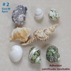 Large Turbo Hermit Crab Shells for Natural Supplies