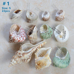 Large Turbo Hermit Crab Shells for Natural Supplies