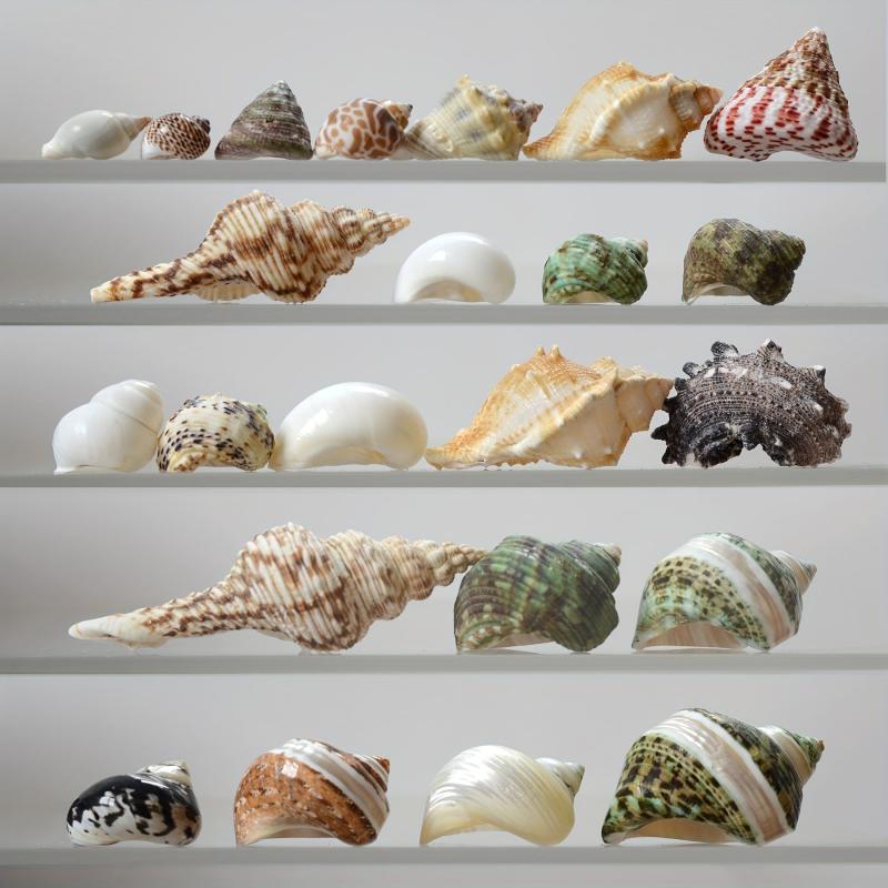 Large Turbo Hermit Crab Shells for Natural Supplies