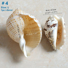 Large Turbo Hermit Crab Shells for Natural Supplies