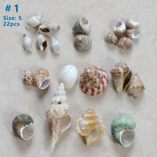Large Turbo Hermit Crab Shells for Natural Supplies