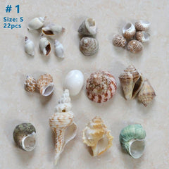 Large Turbo Hermit Crab Shells for Natural Supplies