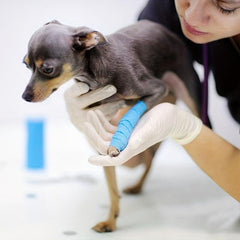 Pet Self Adhesive Bandage for Dog Wrist Ankle Swelling