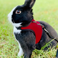 Small Pet Rabbit Harness with Stretchy Leash and Breathable Mesh Vest