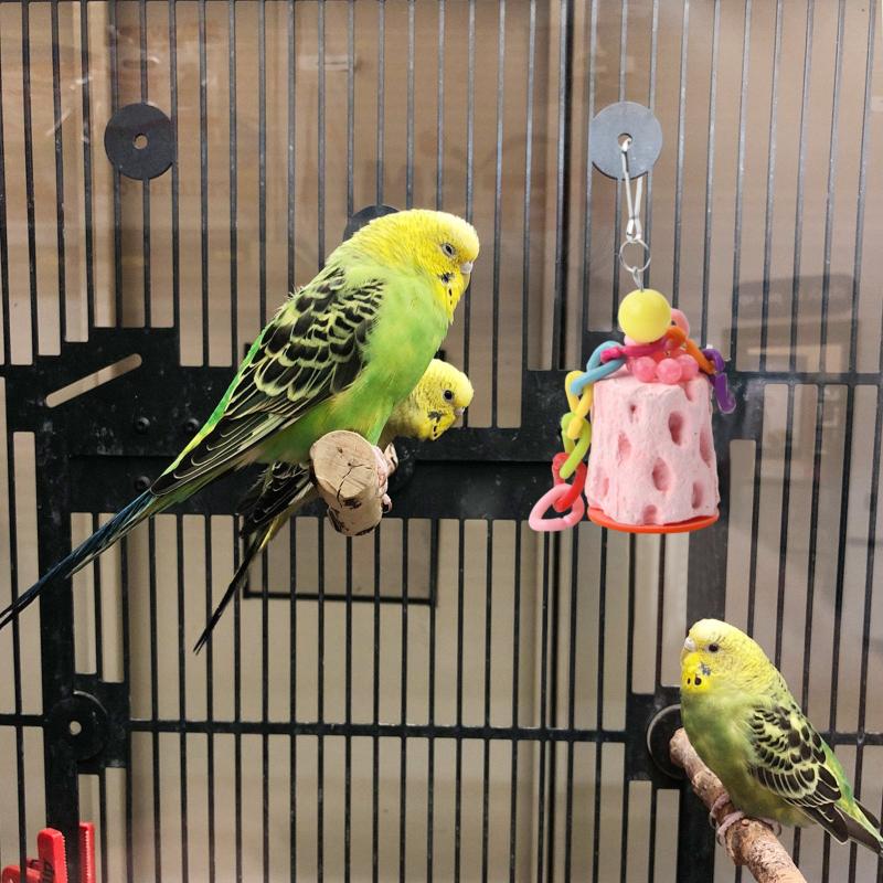 2pcs Parrot Chew Toys Natural Bird Beak Calcium Treats