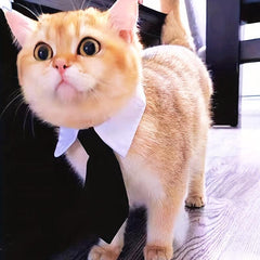 Pet Neck Tie Gentleman Style Bowtie For Weeding Party
