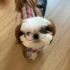 Pet Glasses for Dogs and Cats - Fun and Stylish Pet Accessories
