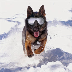 Dog Sunglasses Eye Protection Windproof Goggles Medium Large Dog