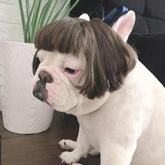 Pet Costume Wigs for Small and Medium Dogs