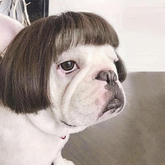 Pet Costume Wigs for Small and Medium Dogs