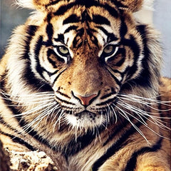 Tiger's Gaze DIY Diamond Painting Art Kit