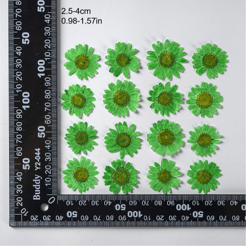 12pcs Natural Chrysanthemum Dry Flower Embossing DIY Materials