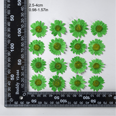 12pcs Natural Chrysanthemum Dry Flower Embossing DIY Materials
