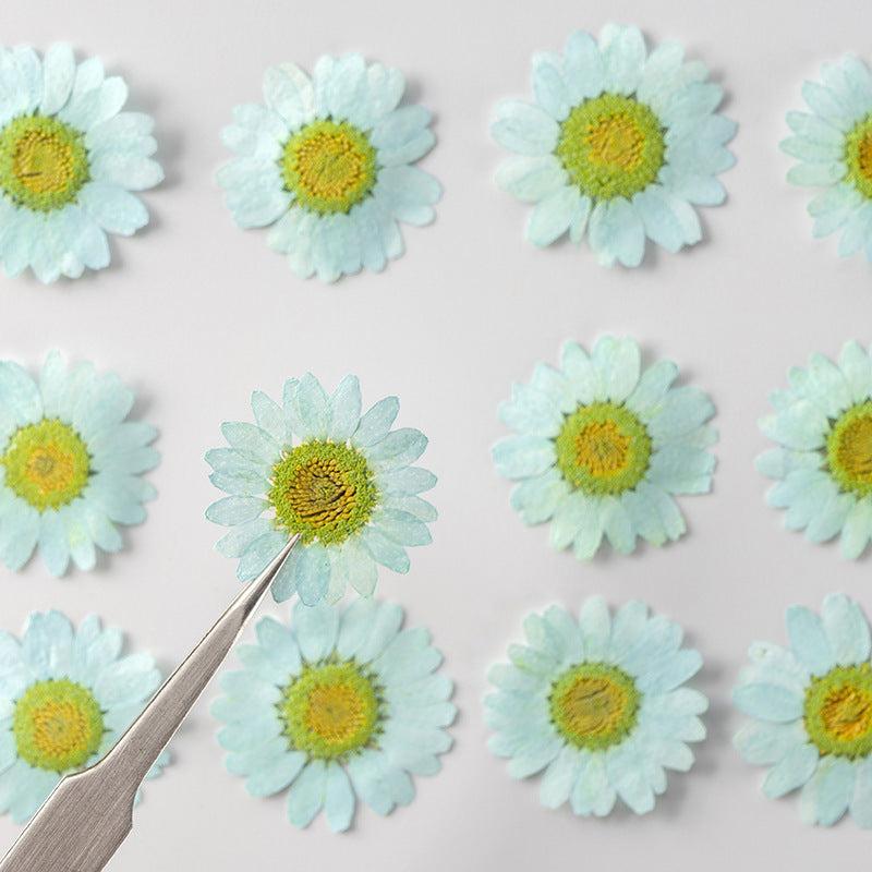 12pcs Natural Chrysanthemum Dry Flower Embossing DIY Materials