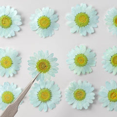 12pcs Natural Chrysanthemum Dry Flower Embossing DIY Materials