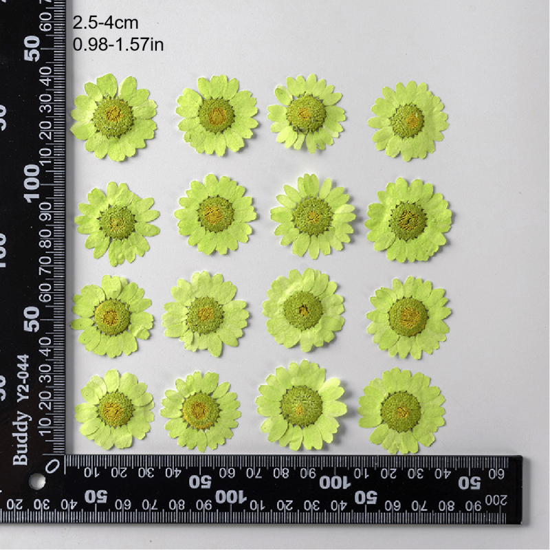12pcs Natural Chrysanthemum Dry Flower Embossing DIY Materials
