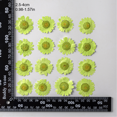 12pcs Natural Chrysanthemum Dry Flower Embossing DIY Materials