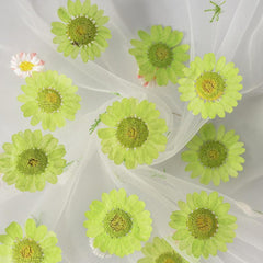 12pcs Natural Chrysanthemum Dry Flower Embossing DIY Materials