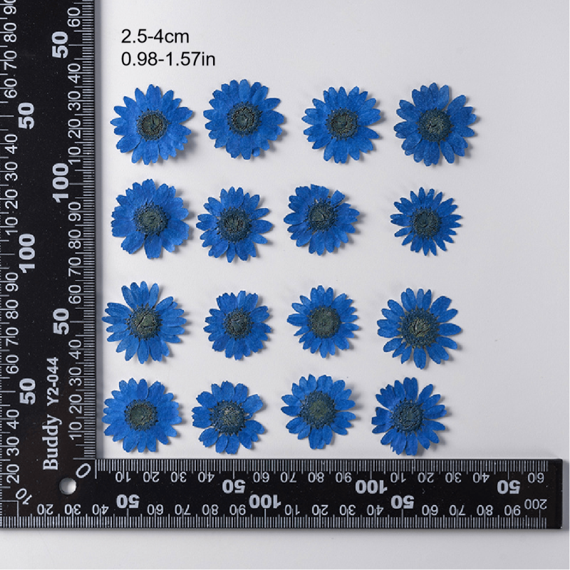 12pcs Natural Chrysanthemum Dry Flower Embossing DIY Materials
