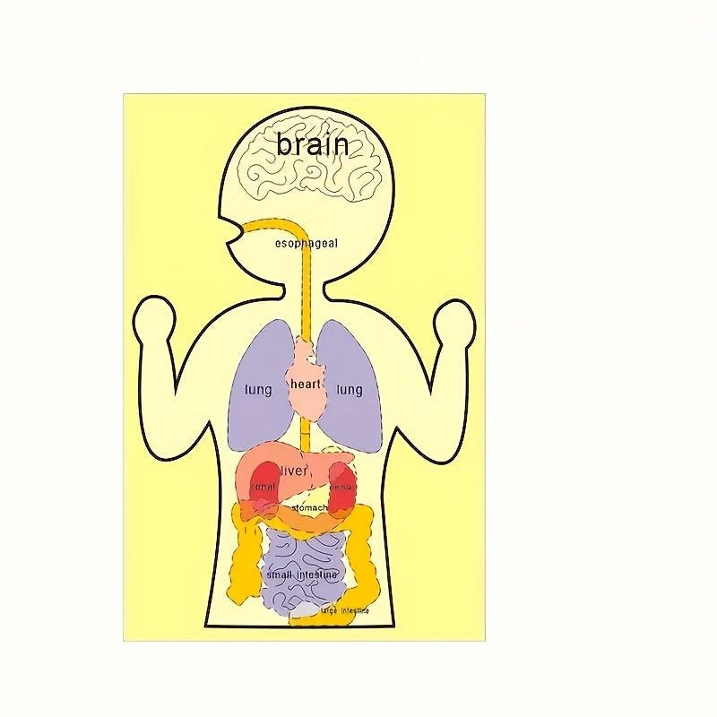 Sensory Learning Board Human Body Organ Cognition Early Education Board