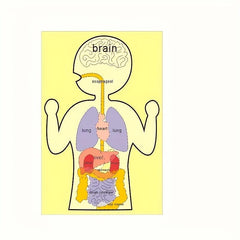 Sensory Learning Board Human Body Organ Cognition Early Education Board