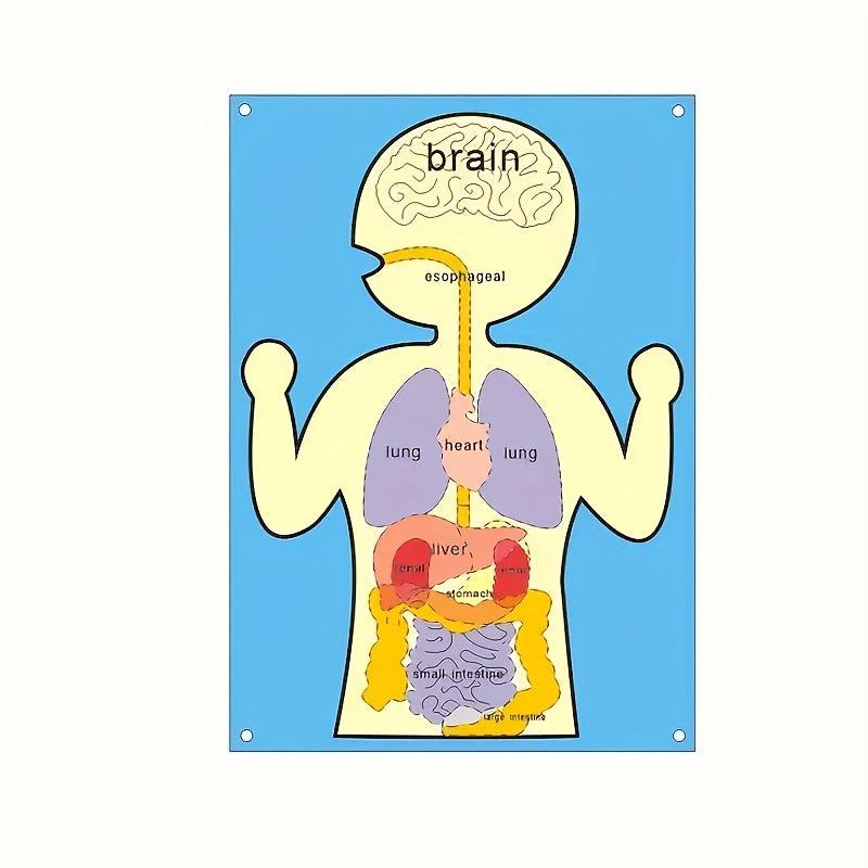 Sensory Learning Board Human Body Organ Cognition Early Education Board