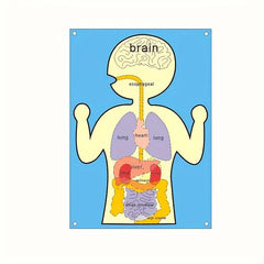 Sensory Learning Board Human Body Organ Cognition Early Education Board