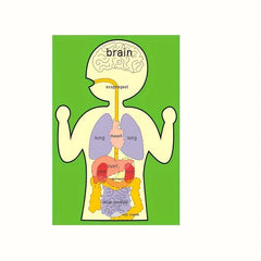 Sensory Learning Board Human Body Organ Cognition Early Education Board