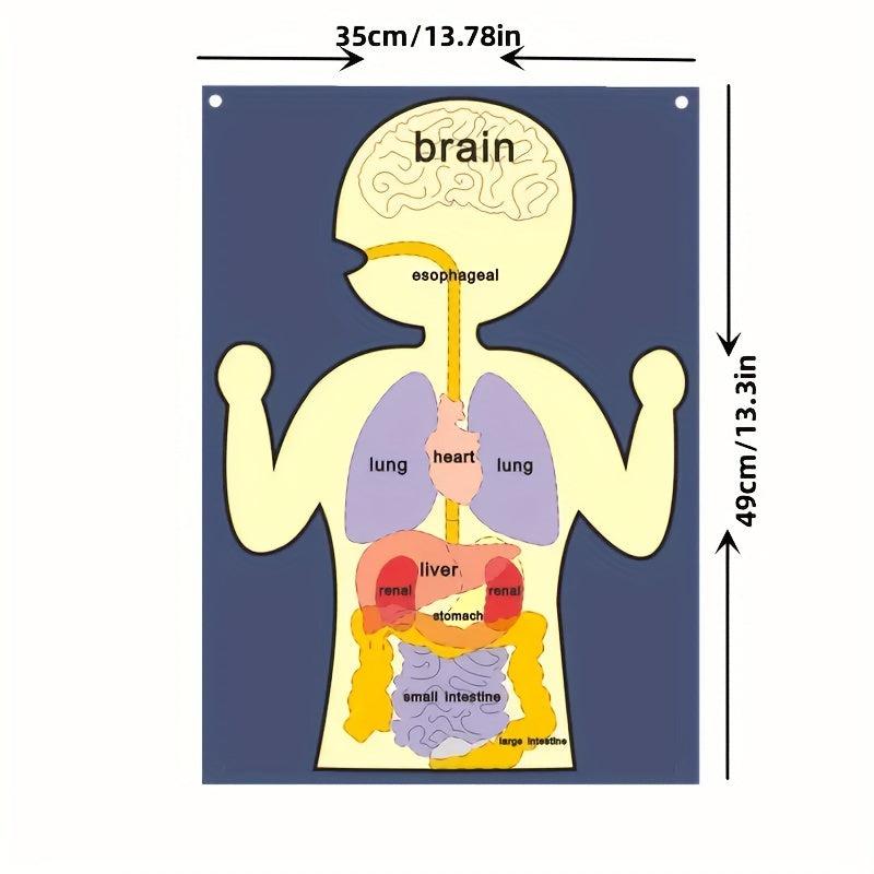 Sensory Learning Board Human Body Organ Cognition Early Education Board