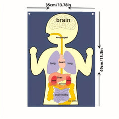 Sensory Learning Board Human Body Organ Cognition Early Education Board