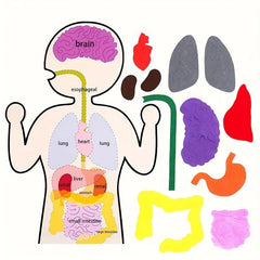 Sensory Learning Board Human Body Organ Cognition Early Education Board